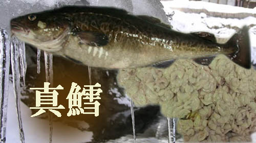 塩谷魚店 真鱈